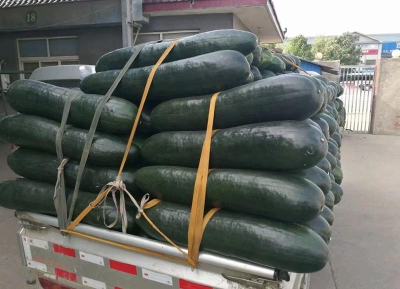 兰陵县大棚冬瓜大量上市单个重30斤左右可代发全国