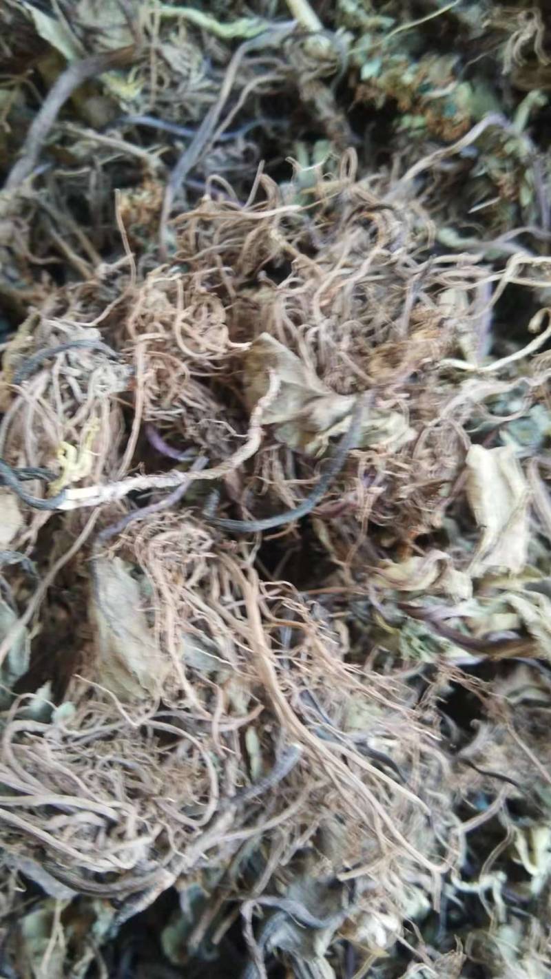 洪连，兔儿草