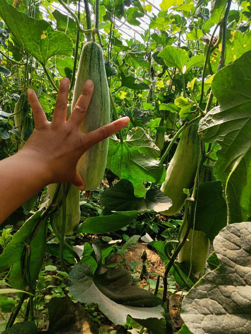 羊角蜜甜瓜。暖棚口感好。量大欢迎采购