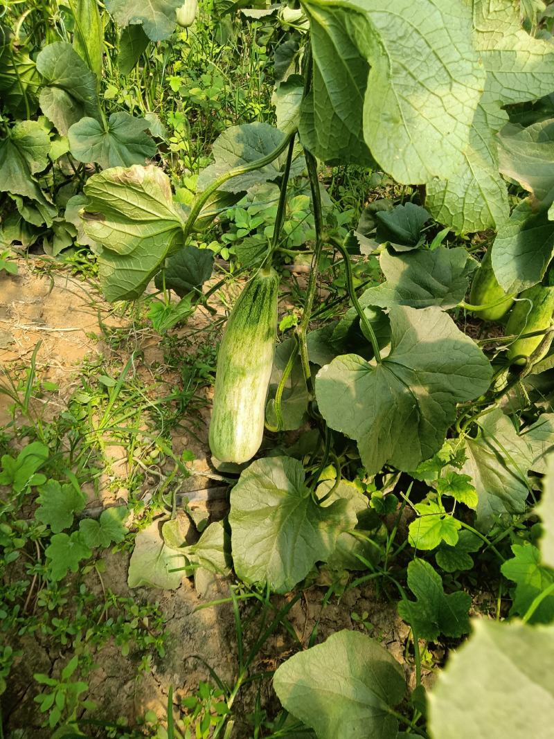 羊角蜜甜瓜。暖棚口感好。量大欢迎采购