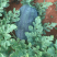 广西黑美人西瓜基地一手货源质量好价格好