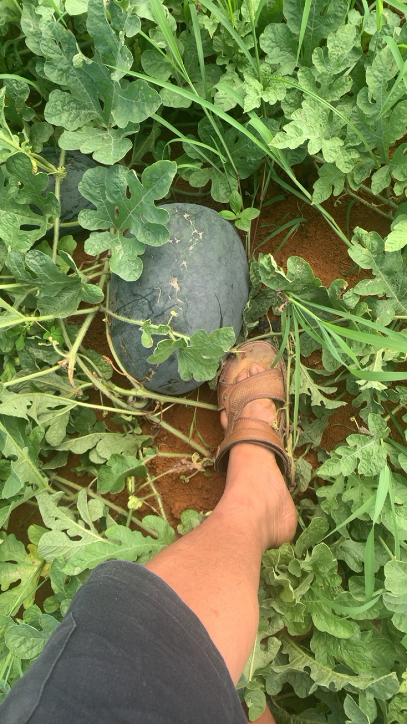 广西黑美人西瓜基地一手货源质量好价格好