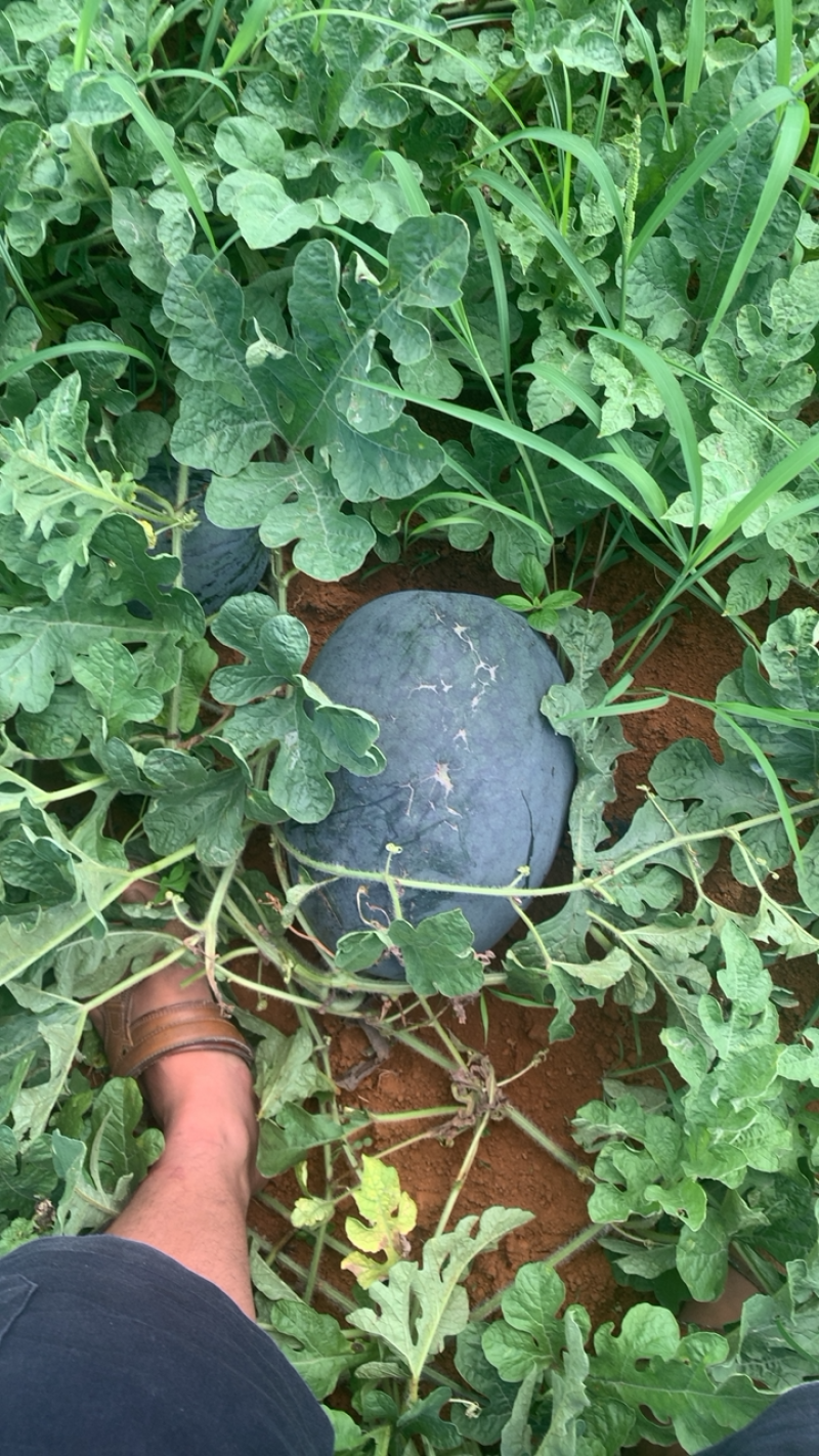 广西黑美人西瓜基地一手货源质量好价格好