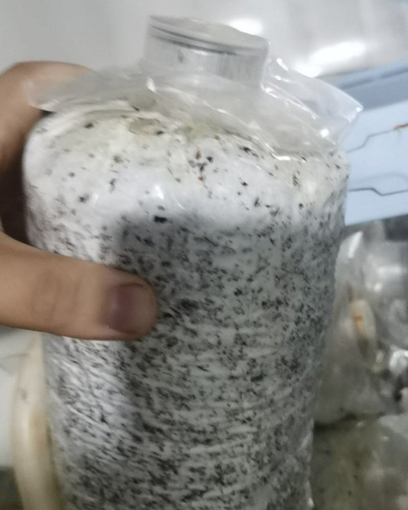 黑皮鸡枞菌种预订购买厂家直销整车发货支持看现场