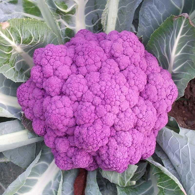 紫花菜种子紫晶一号花椰菜口感好耐储运产量高