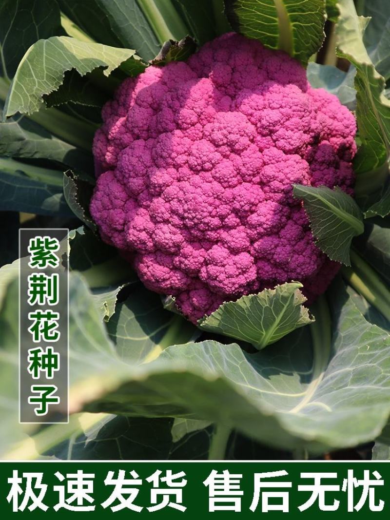 紫花菜种子紫晶一号花椰菜口感好耐储运产量高