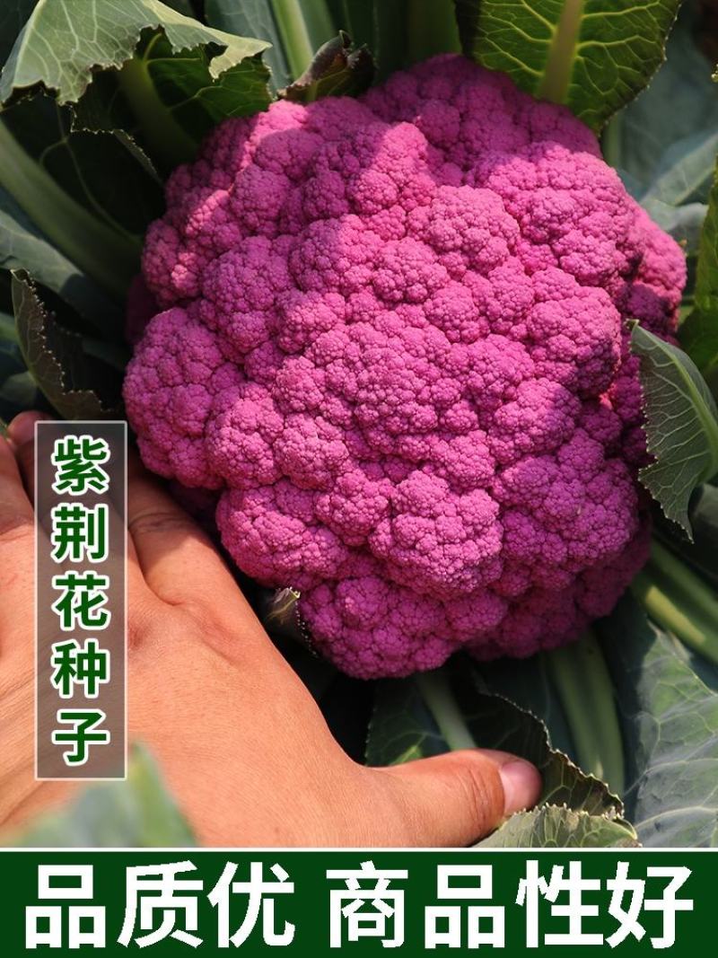 紫花菜种子紫晶一号花椰菜口感好耐储运产量高