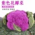 紫花菜种子紫晶一号花椰菜口感好耐储运产量高