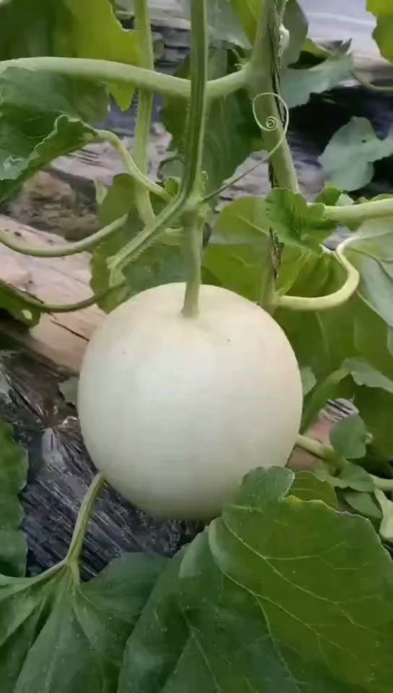 热销，大量上市中，网红冰激凌甜瓜冰清玉姑河南滑县万亩基地