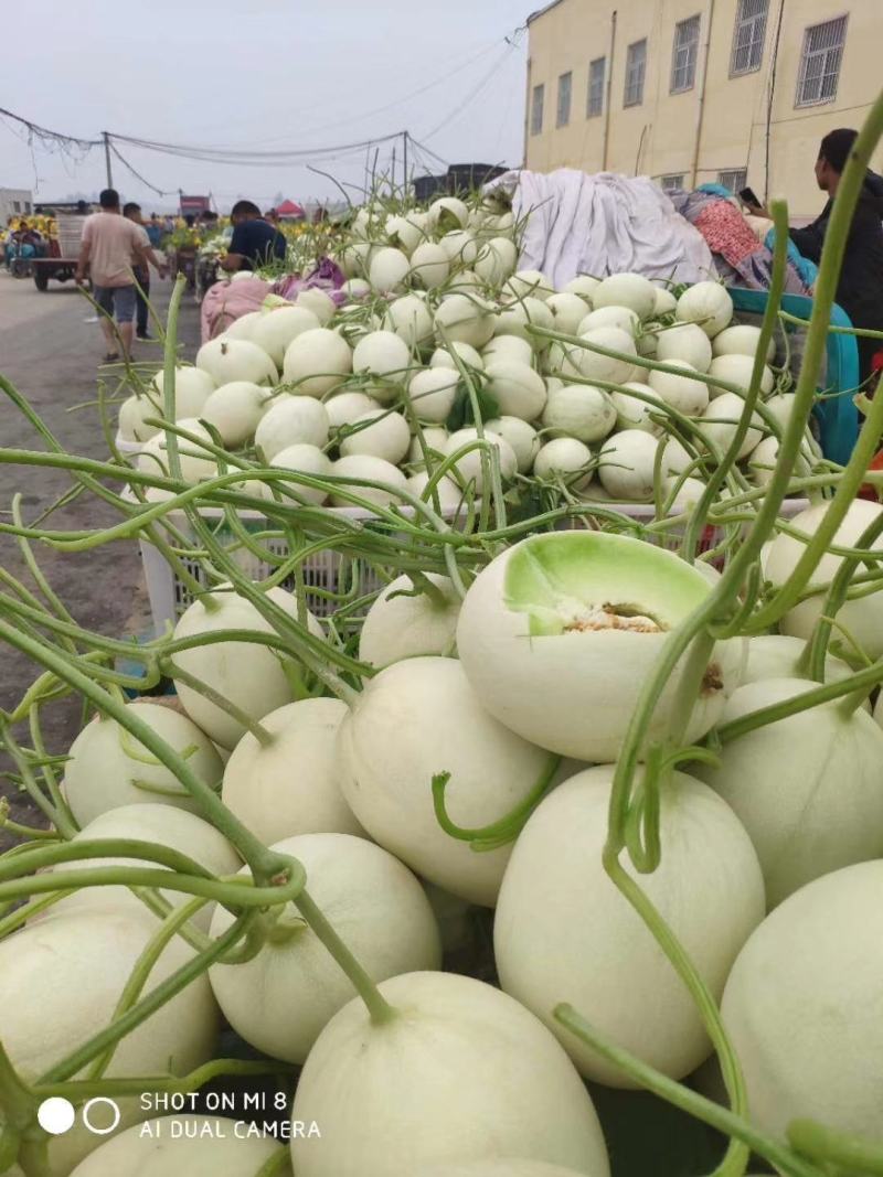 热销，大量上市中，网红冰激凌甜瓜冰清玉姑河南滑县万亩基地