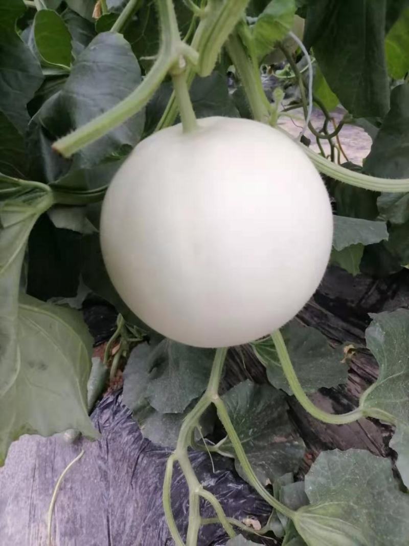 热销，大量上市中，网红冰激凌甜瓜冰清玉姑河南滑县万亩基地