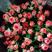 玫瑰花，当天采摘当天发货，产于云南昆明，一扎十支
