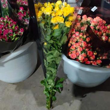 玫瑰花，当天采摘当天发货，产于云南昆明，一扎十支