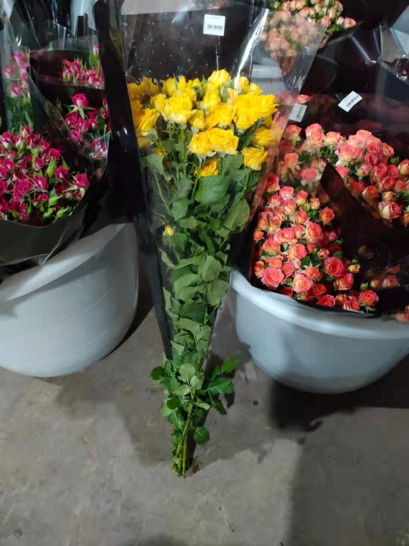 玫瑰花，当天采摘当天发货，产于云南昆明，一扎十支
