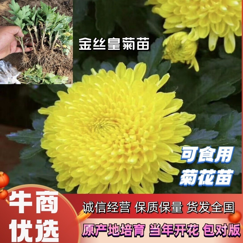 金丝，婺源，苏北，贡菊，大板，杭白，亳菊，陶菊