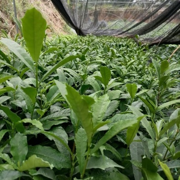 广西钦州市灵山县伯劳镇白花牛奶药材种苗