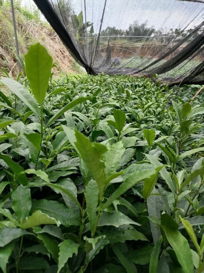 广西钦州市灵山县伯劳镇白花牛奶药材种苗