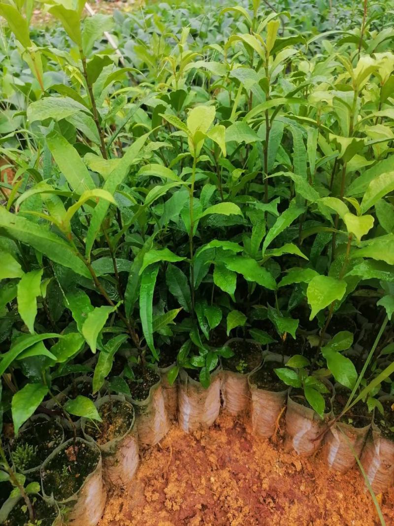 广西钦州市灵山县伯劳镇白花牛奶药材种苗