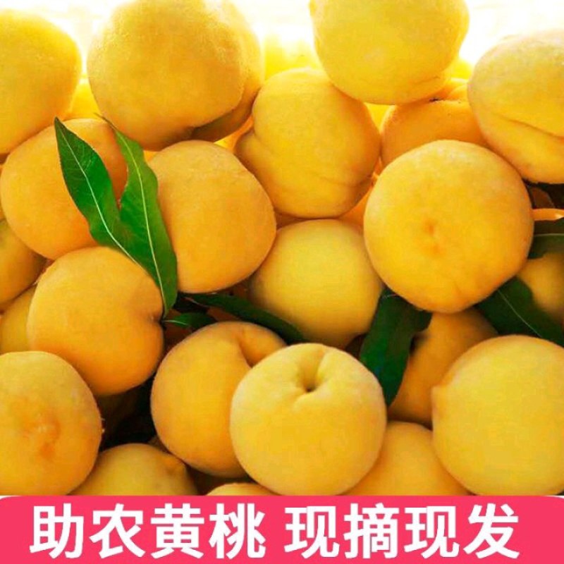 黄毛桃