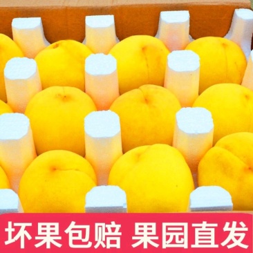 黄毛桃