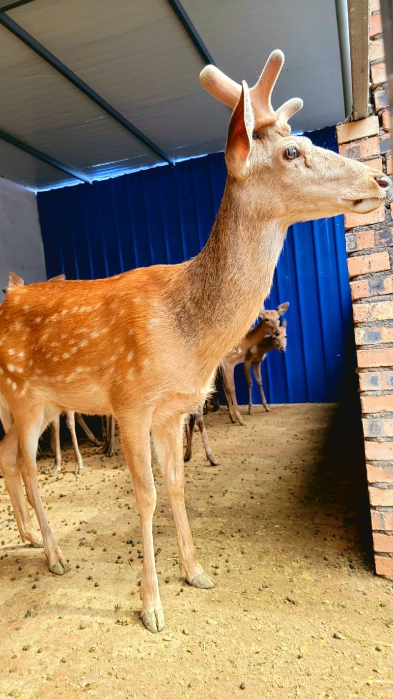 梅花鹿养殖基地常年供应梅花鹿驴苗成年鹿鹿茸鹿肉等鹿产品