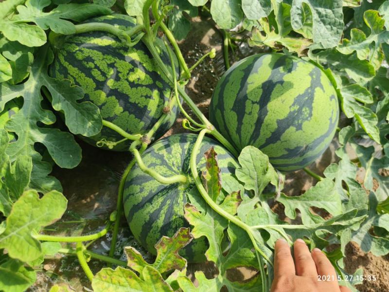 【商丘美都西瓜】现摘现发大量上市欢迎大家前来洽谈选购