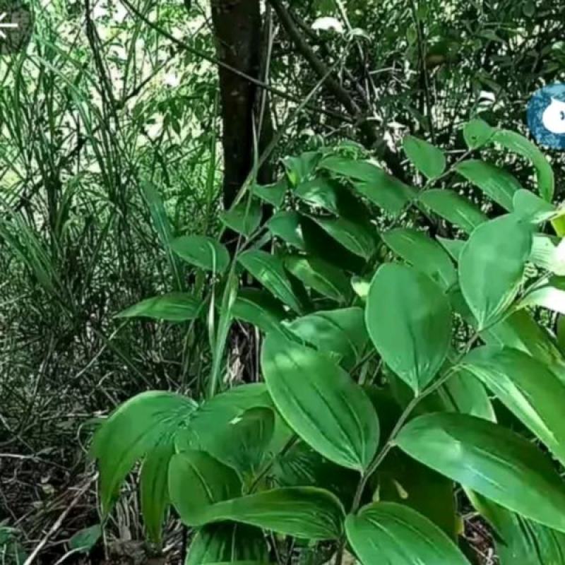 多花姜型鸡头黄精野生山货精选六年以上的老货