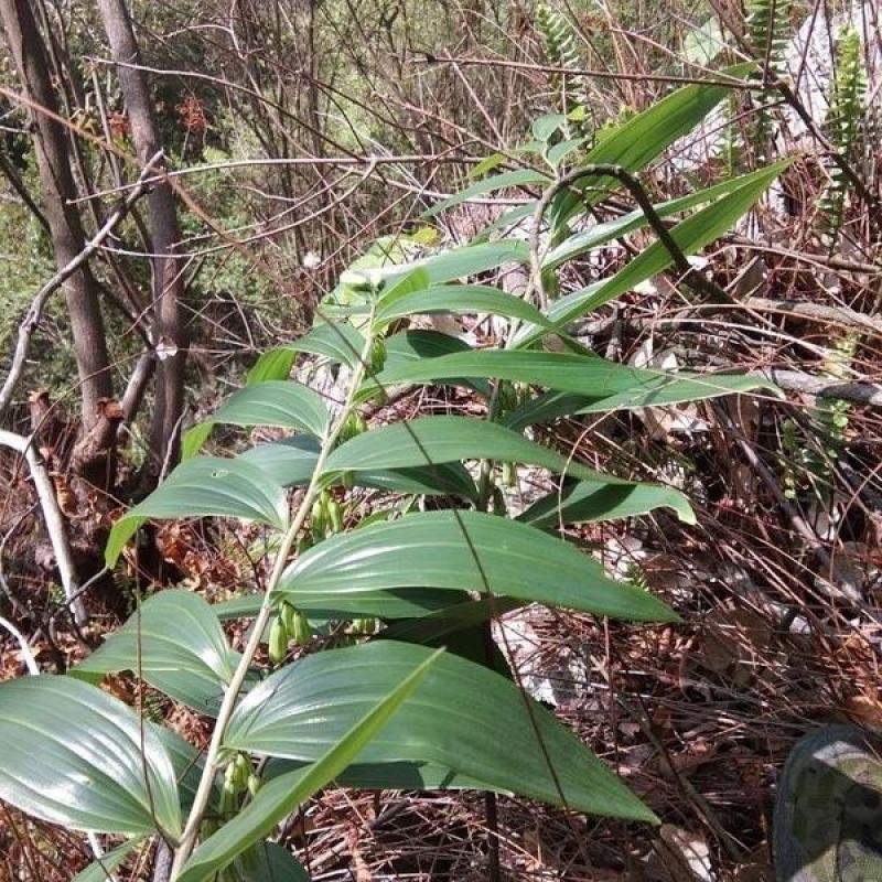 多花姜型鸡头黄精野生山货精选六年以上的老货