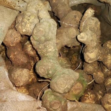 多花姜型鸡头黄精野生山货精选六年以上的老货