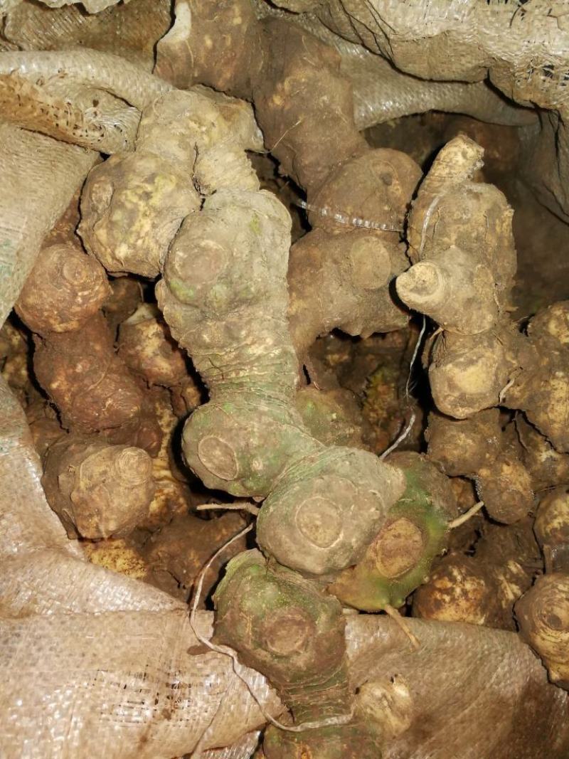 多花姜型鸡头黄精野生山货精选六年以上的老货