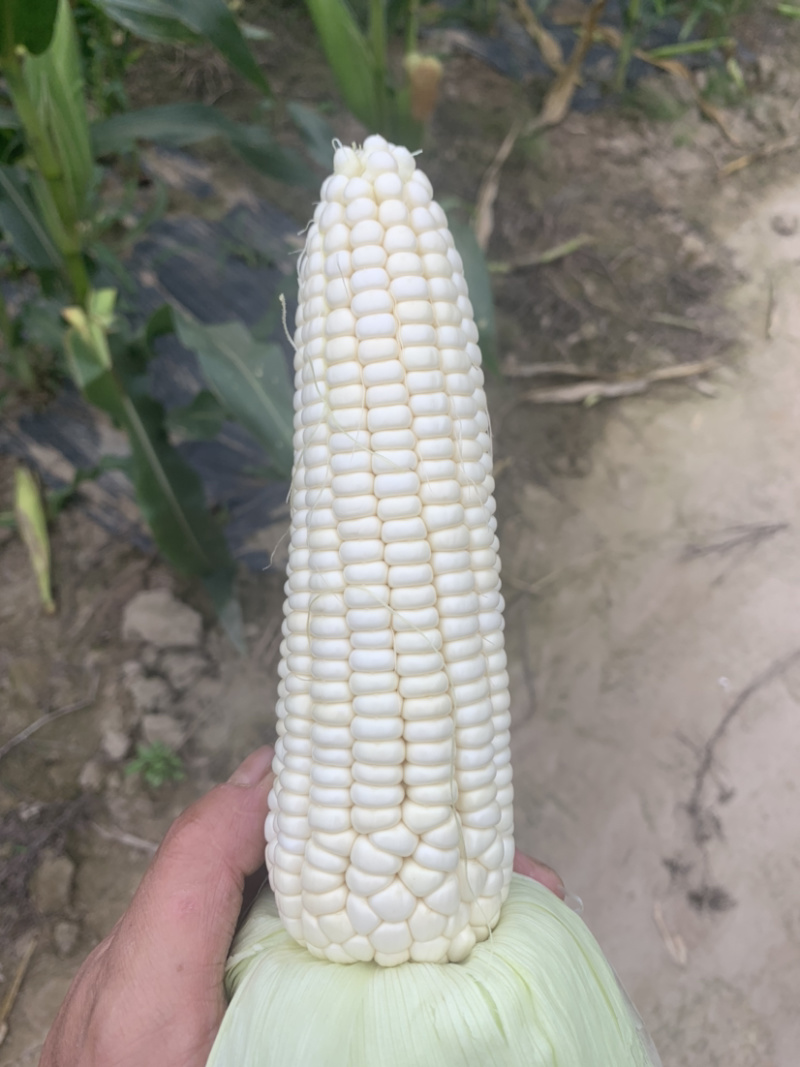 万糯188，又甜又糯白玉米，自营基地货