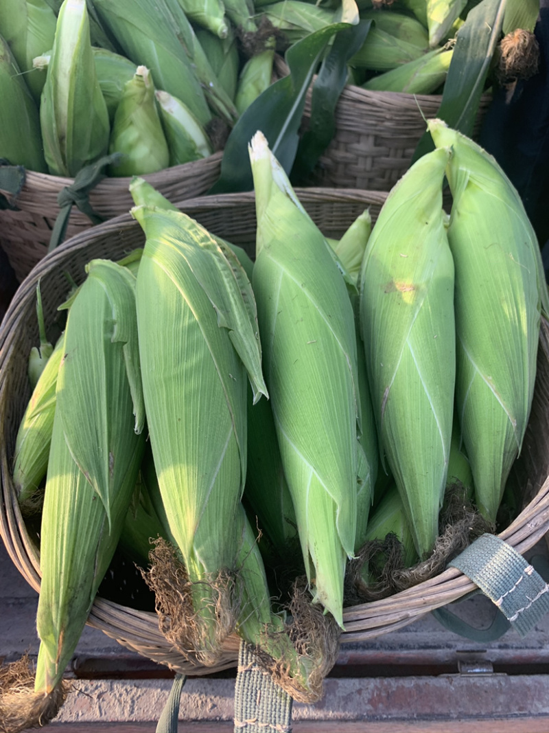 万糯188，又甜又糯白玉米，自营基地货