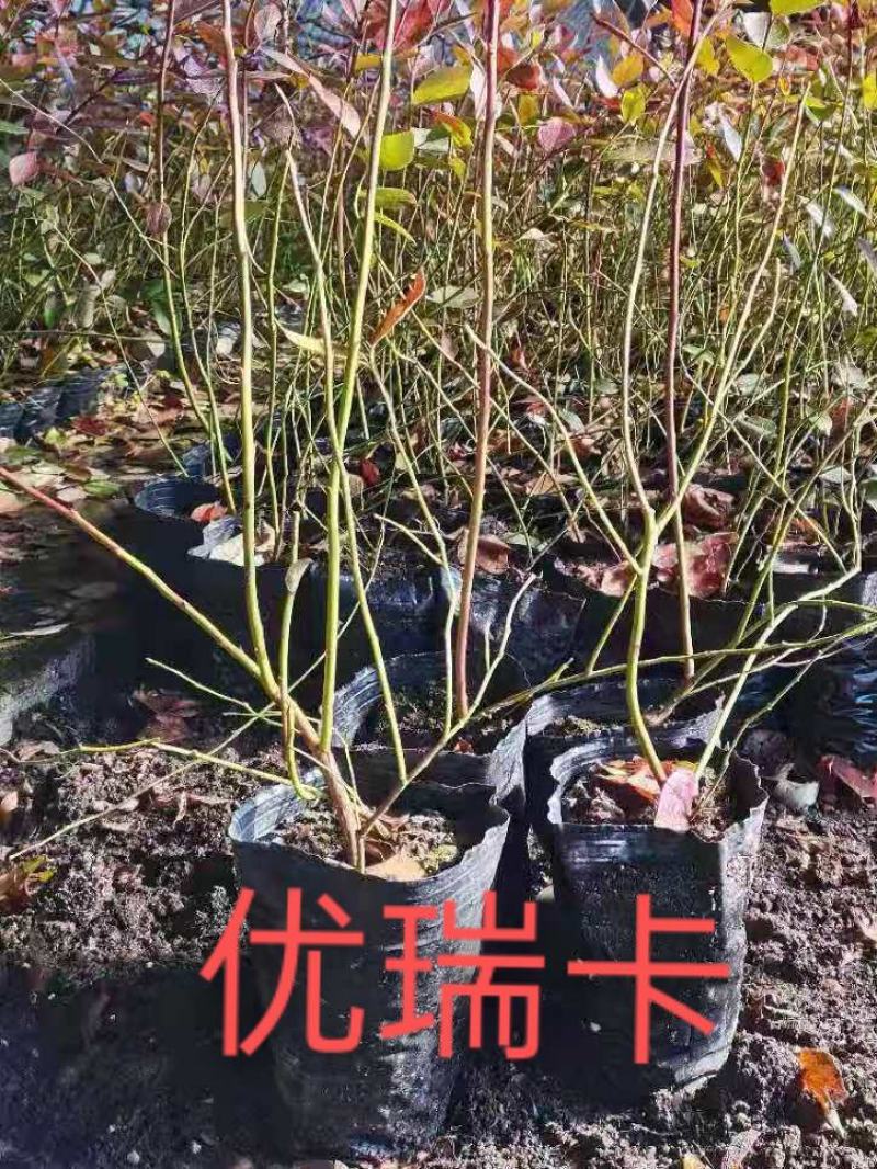 蓝莓树果苗带土带花苞带果南方北方地栽盆栽兔眼奥尼尔特大蓝