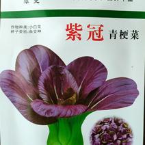 紫红青梗菜种子紫叶小青菜种子红色青梗菜种子