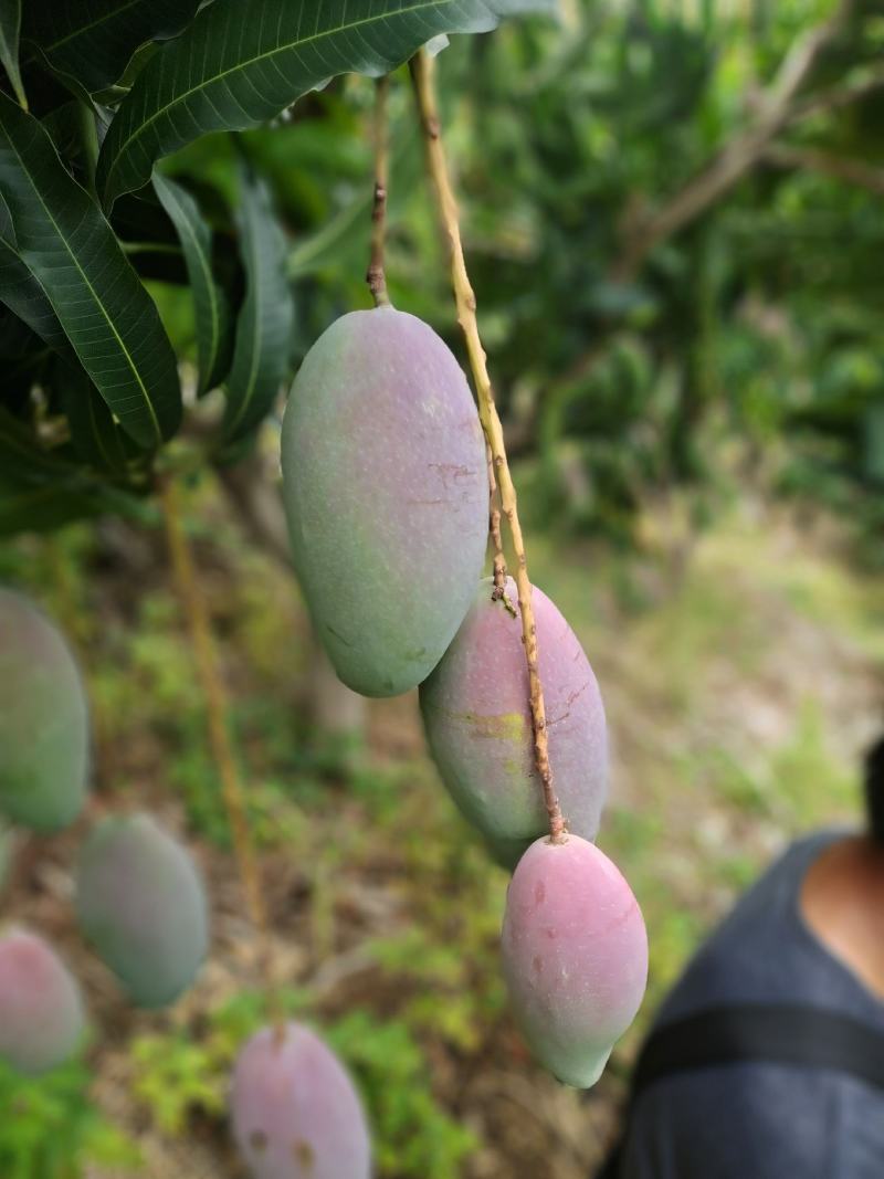 元江台农，生吃芒，金凤凰，澳芒，三年芒，等