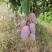元江台农，生吃芒，金凤凰，澳芒，三年芒，等
