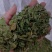 金银花叶野生新货色好货净零售批发一手货源产地直发