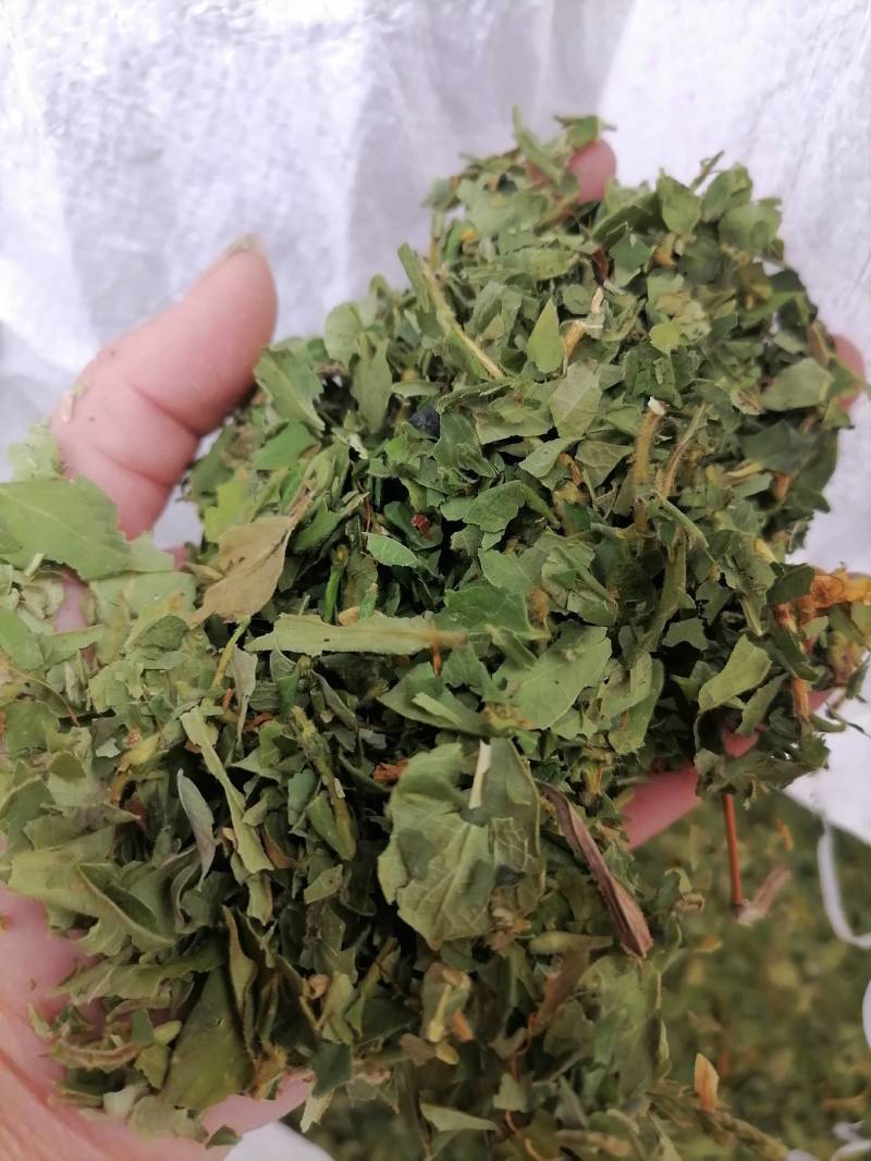金银花叶野生新货色好货净零售批发一手货源产地直发