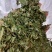 金银花叶野生新货色好货净零售批发一手货源产地直发