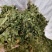 金银花叶野生新货色好货净零售批发一手货源产地直发