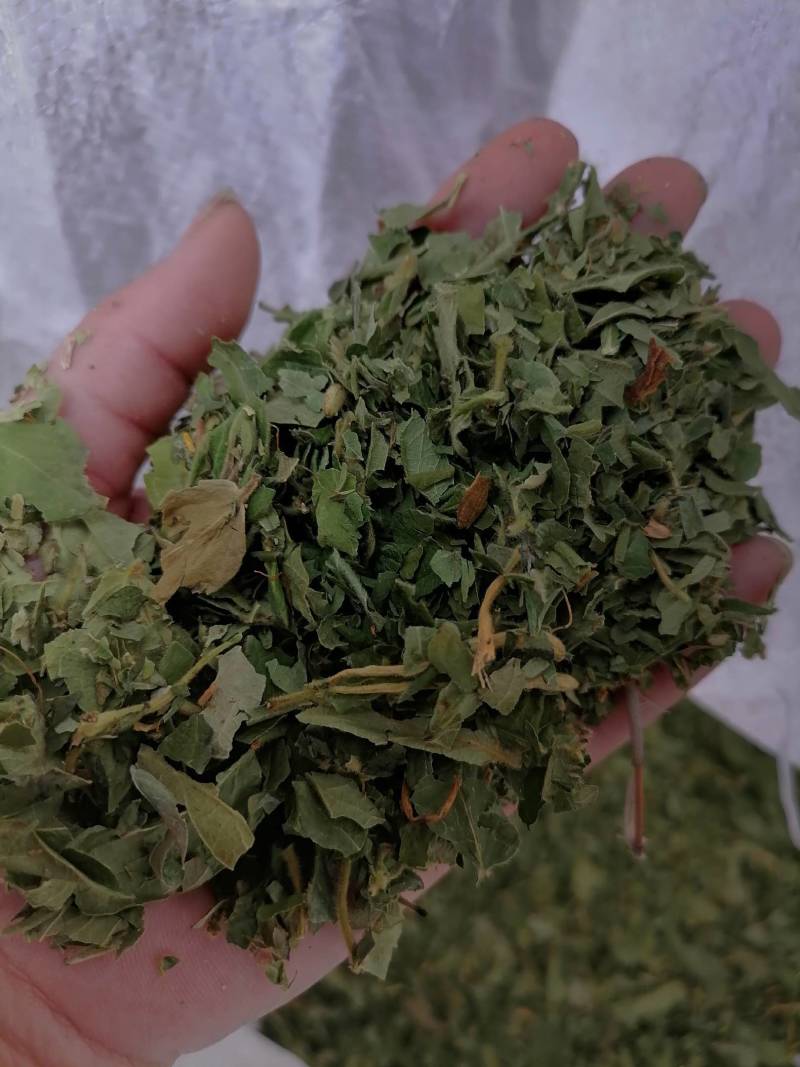 金银花叶野生新货色好货净零售批发一手货源产地直发