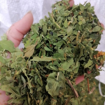 金银花叶野生新货色好货净零售批发一手货源产地直发