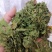 金银花叶野生新货色好货净零售批发一手货源产地直发