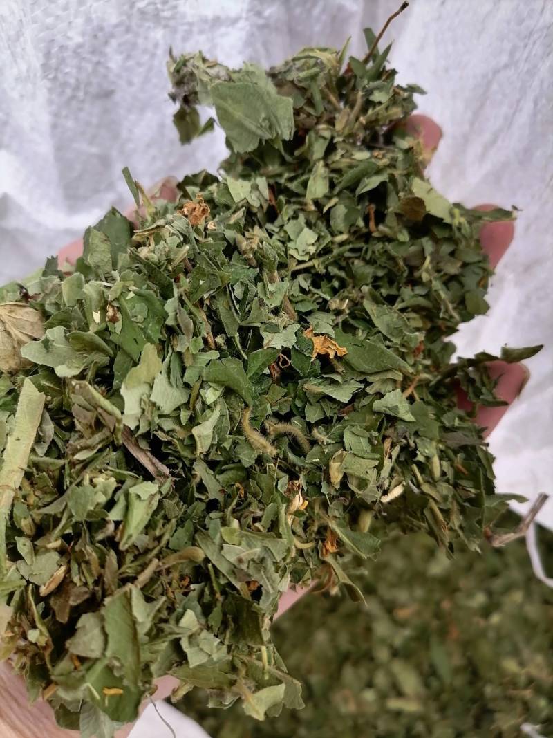 金银花叶野生新货色好货净零售批发一手货源产地直发