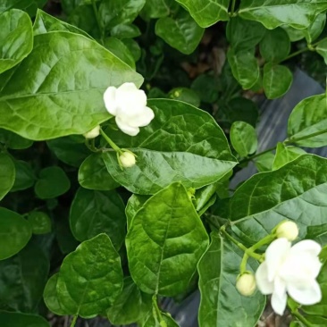 精品茉莉花花期长易栽养大量优质茉莉花苗出售欢迎老板联系我