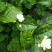 精品茉莉花花期长易栽养大量优质茉莉花苗出售欢迎老板联系我