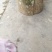 广西梧州岑溪老桂树桂皮多规格供货直销欢迎咨询