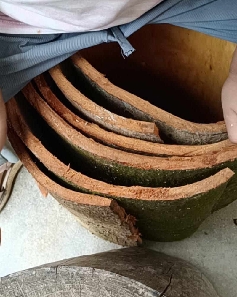 广西梧州岑溪老桂树桂皮多规格供货直销欢迎咨询