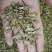 云南高原特色铁皮石斛切片，
