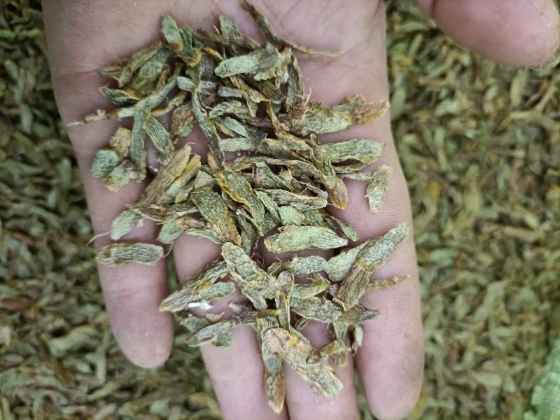 云南高原特色铁皮石斛切片，